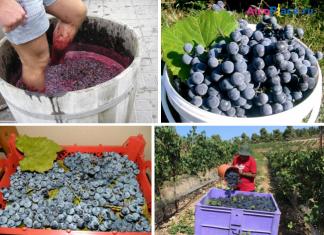 Домашнее вино из винограда Изабелла: лучшие рецепты